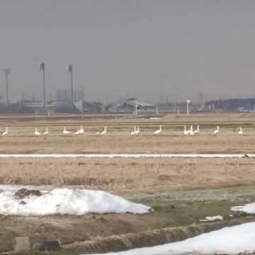 故郷を懐かしむ